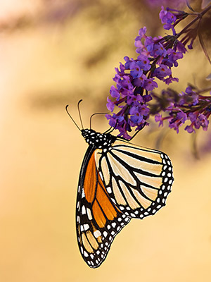 Monarch butterfly on lilac bush